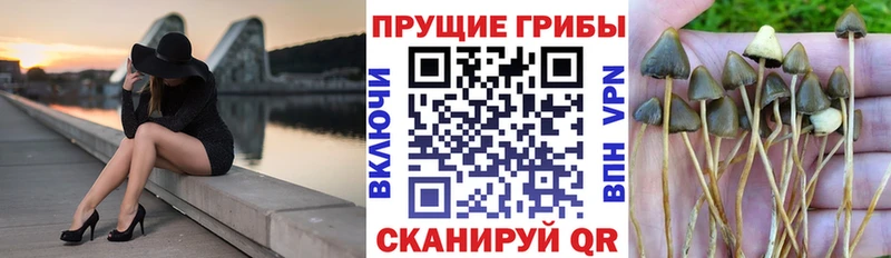 сколько стоит  Рославль  Псилоцибиновые грибы Magic Shrooms 
